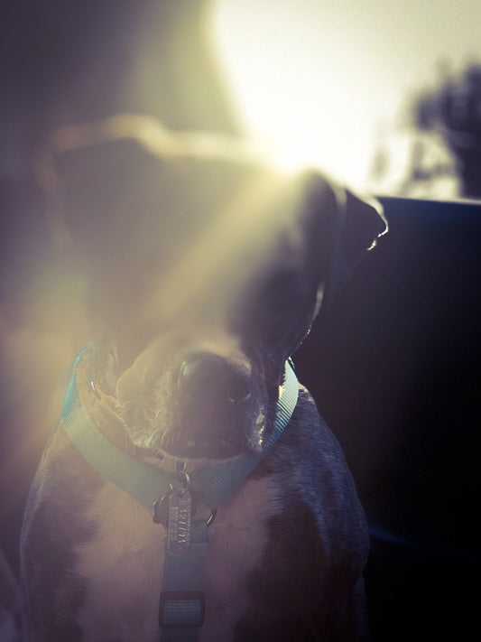 IPhone Photography - Fun Effects in Portrait Mode - Appalachian Bittersweet