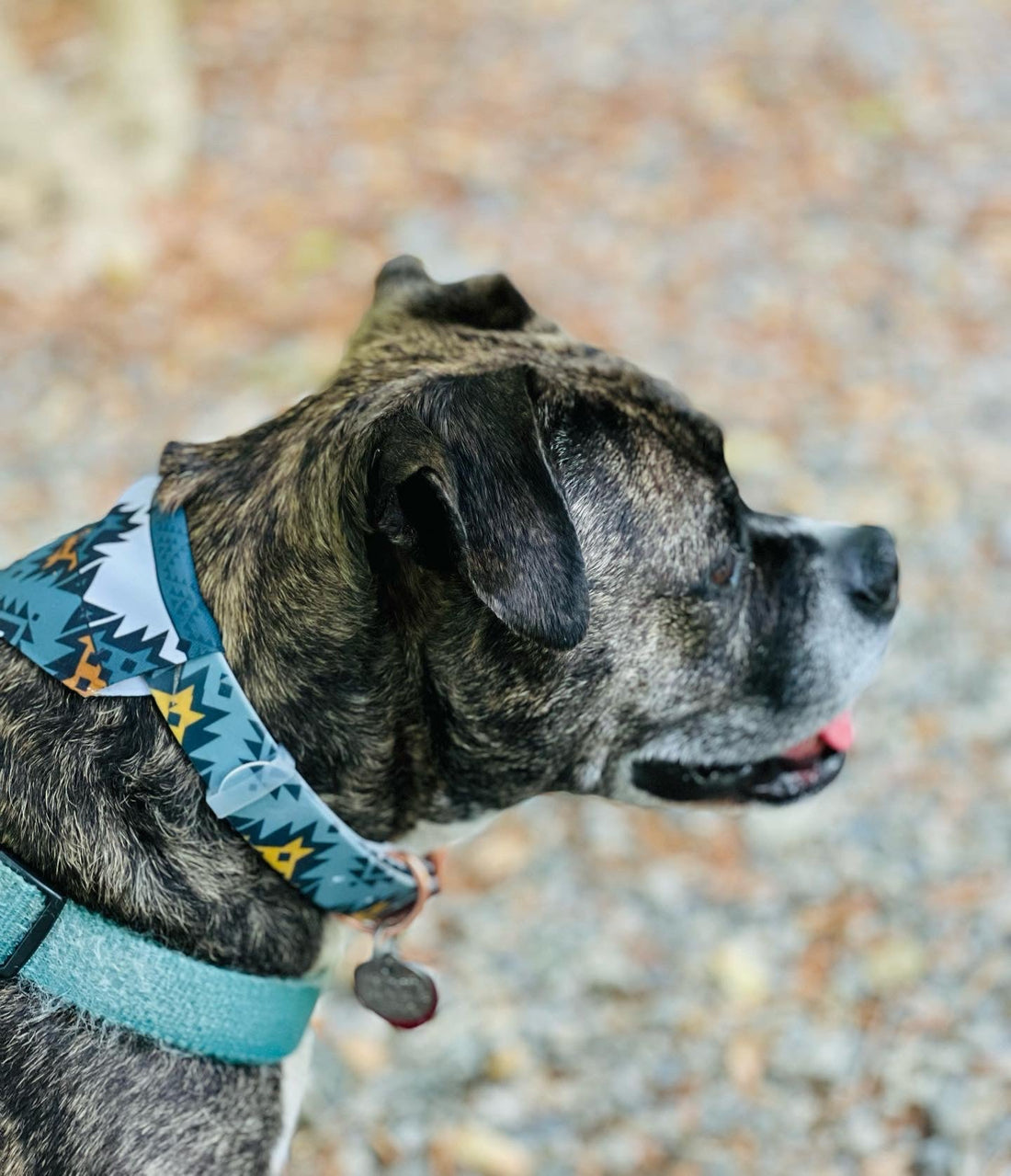 Dog Collar Bandanas and Waterproof Collars! - Appalachian Bittersweet